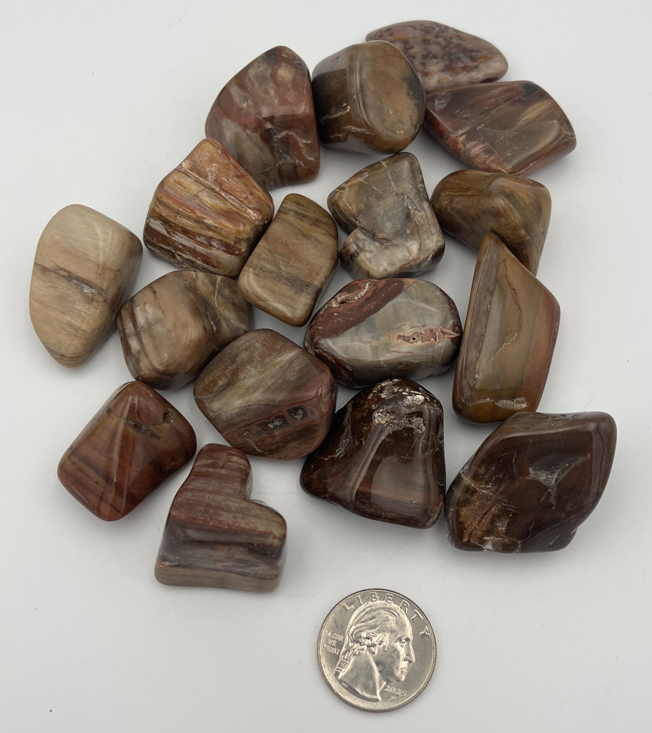 Tumbled Stone from Madagascar - Petrified Wood, 20-45mm