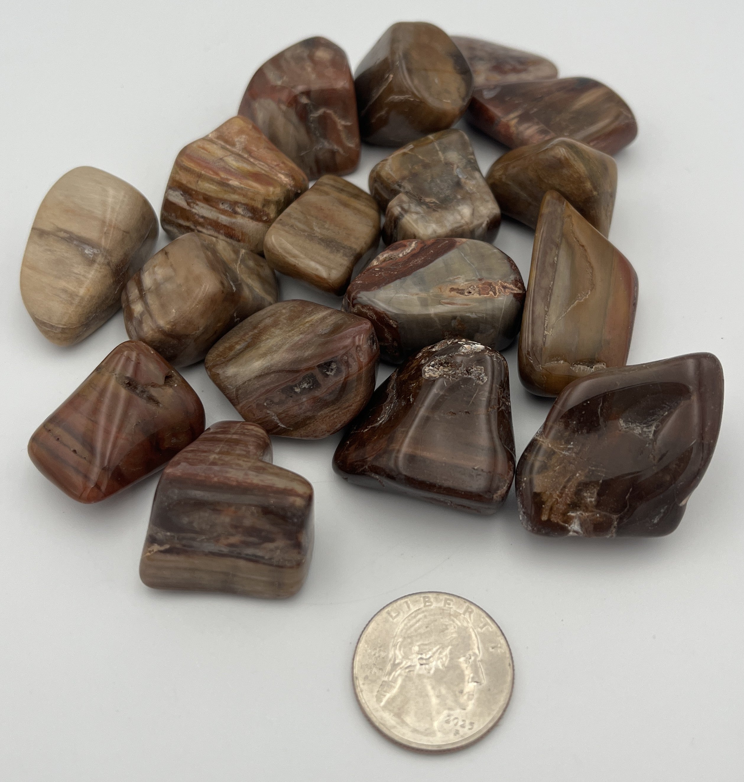 Tumbled Stone from Madagascar - Petrified Wood, 20-45mm