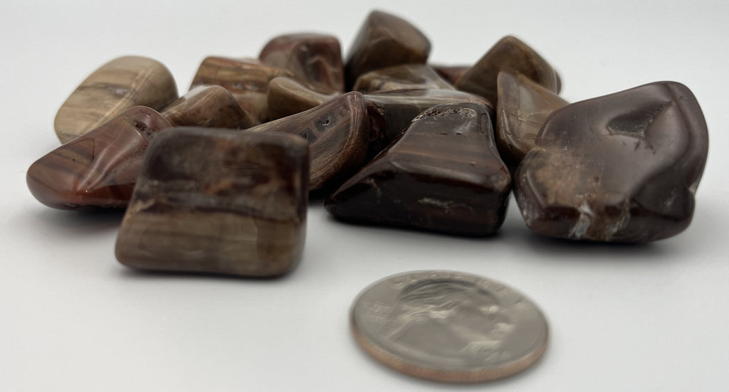 Tumbled Stone from Madagascar - Petrified Wood, 20-45mm