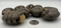 Polished Pebbles - Septarian