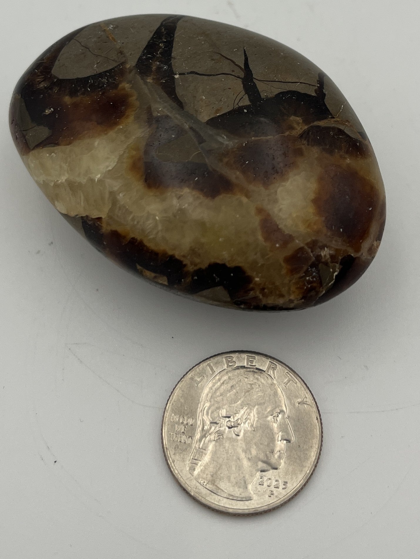 Polished Pebbles - Septarian