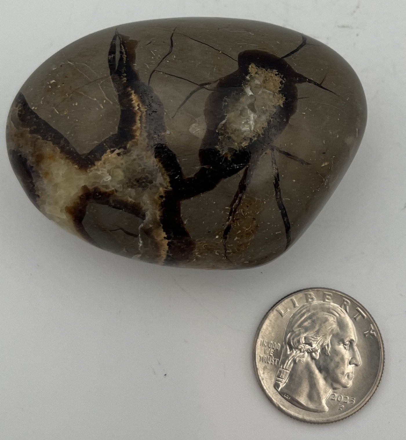 Polished Pebbles - Septarian