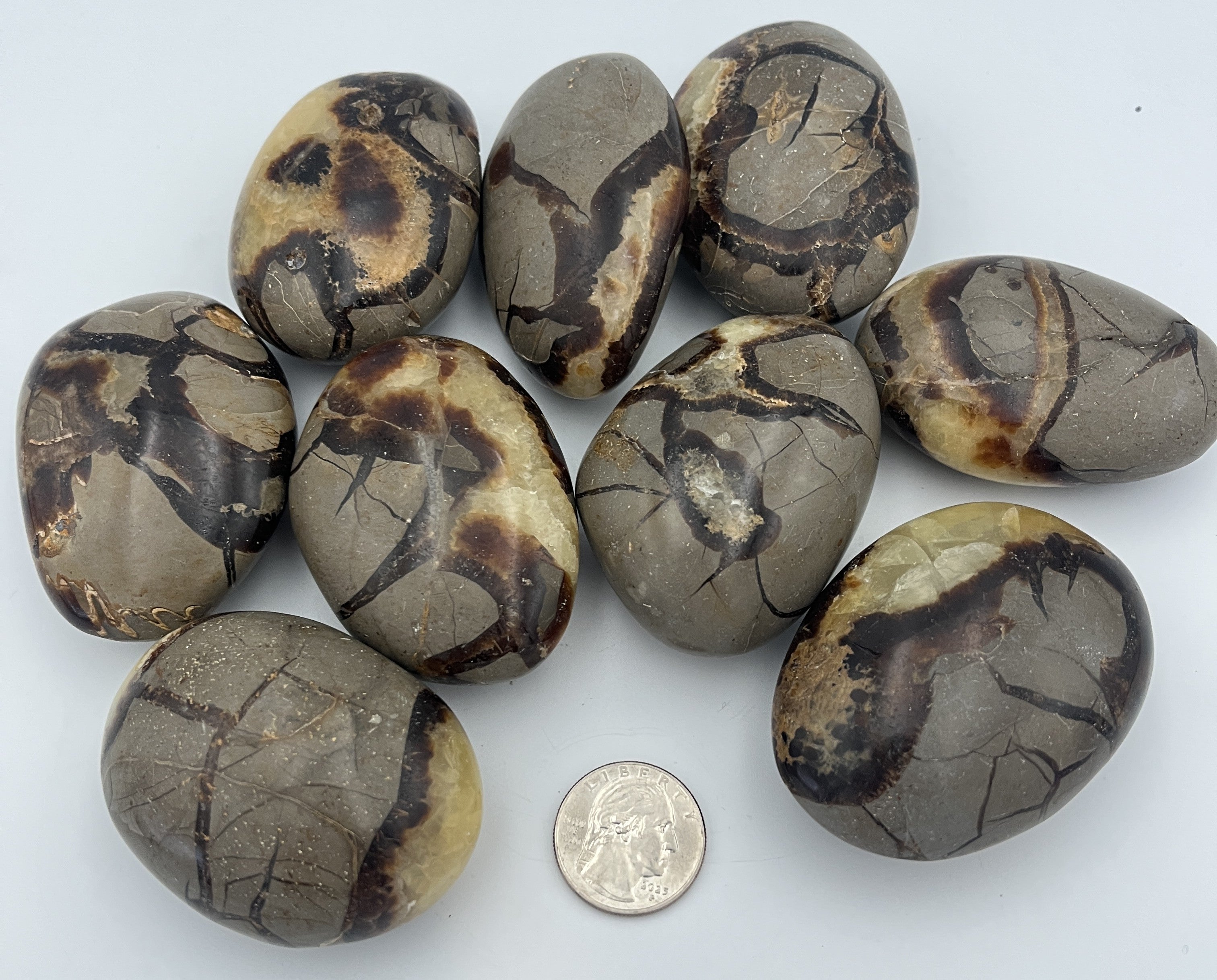 Polished Pebbles - Septarian