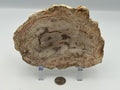 Polished Petrified Wood Slab