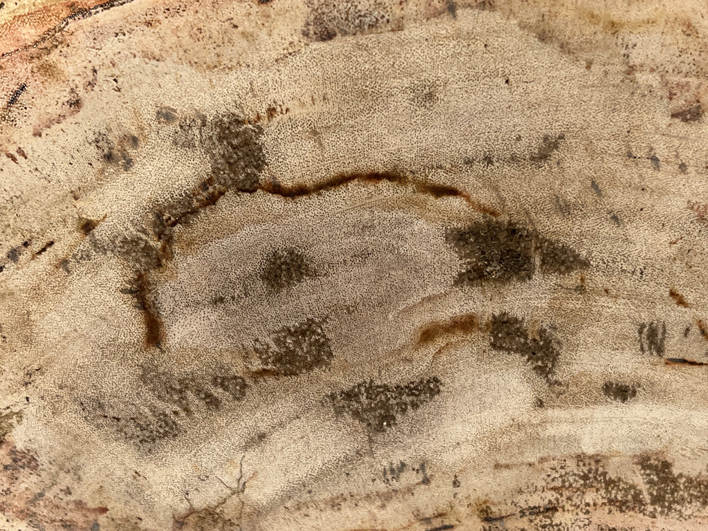 Polished Petrified Wood Slab