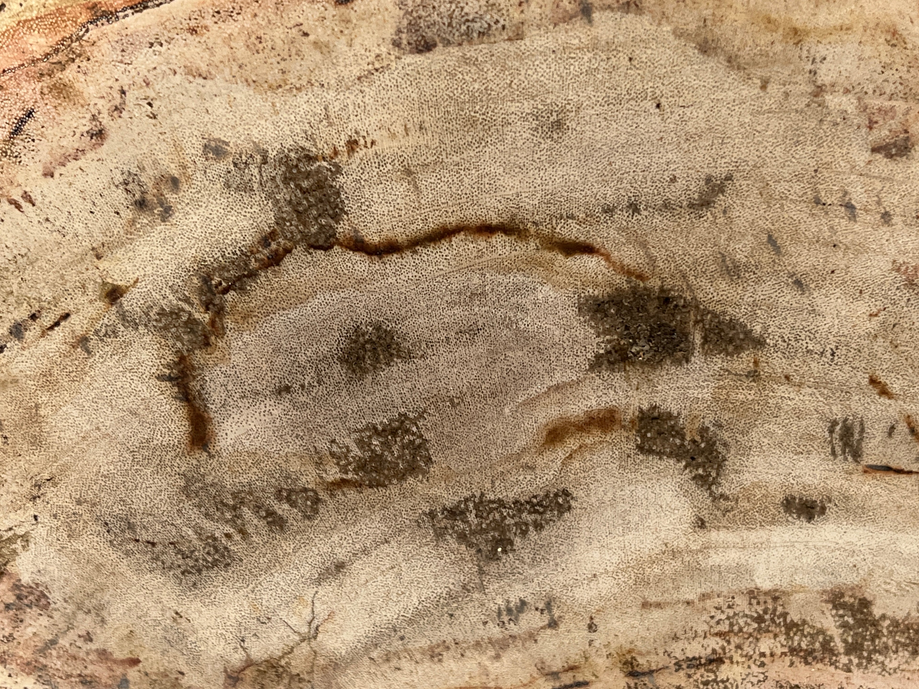 Polished Petrified Wood Slab