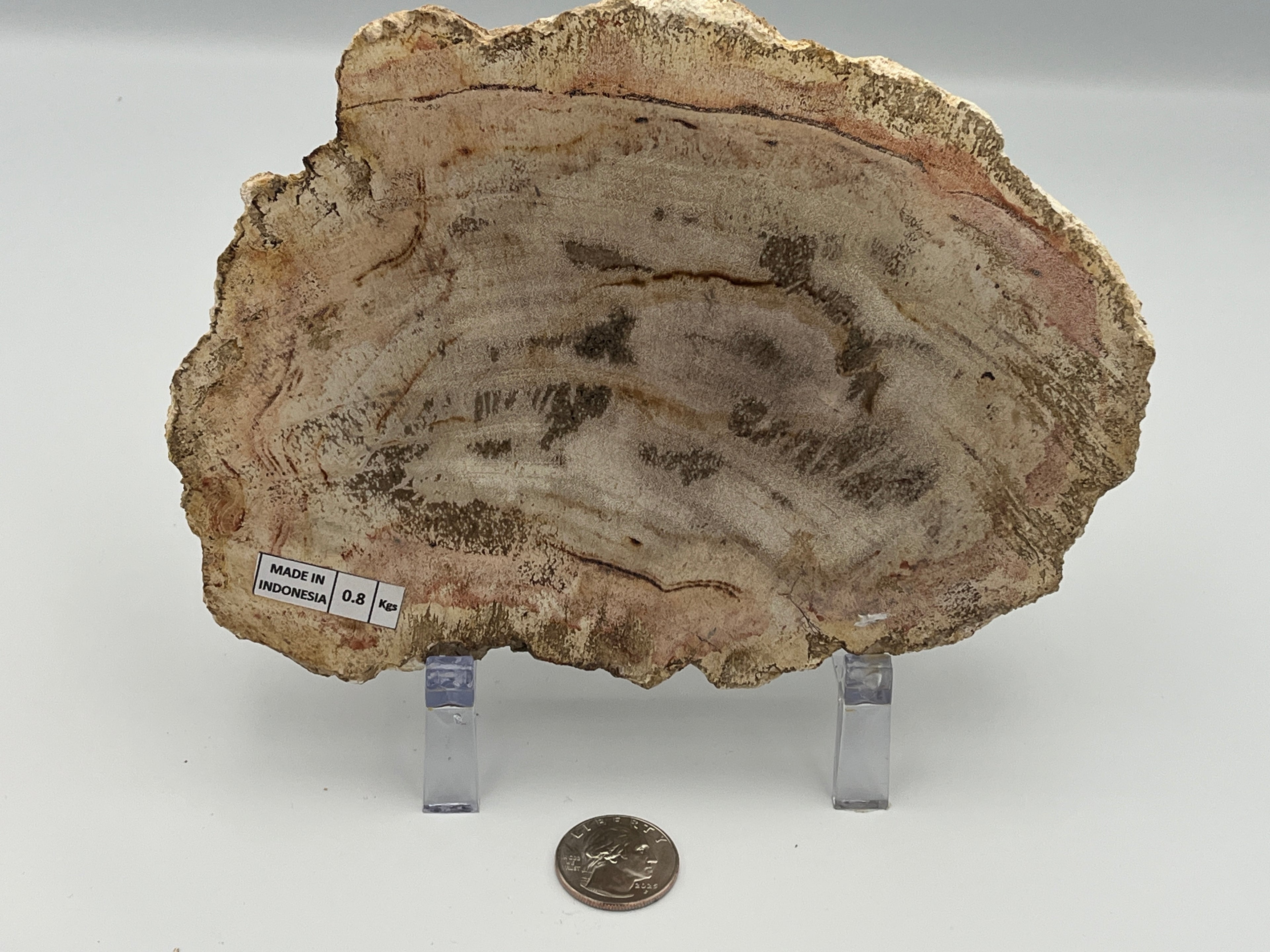 Polished Petrified Wood Slab