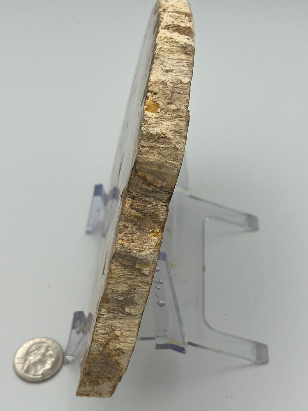 Polished Petrified Wood Slab
