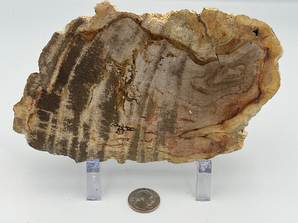 Polished Petrified Wood Slab