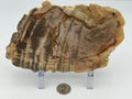 Polished Petrified Wood Slab