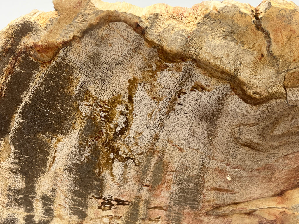 Polished Petrified Wood Slab