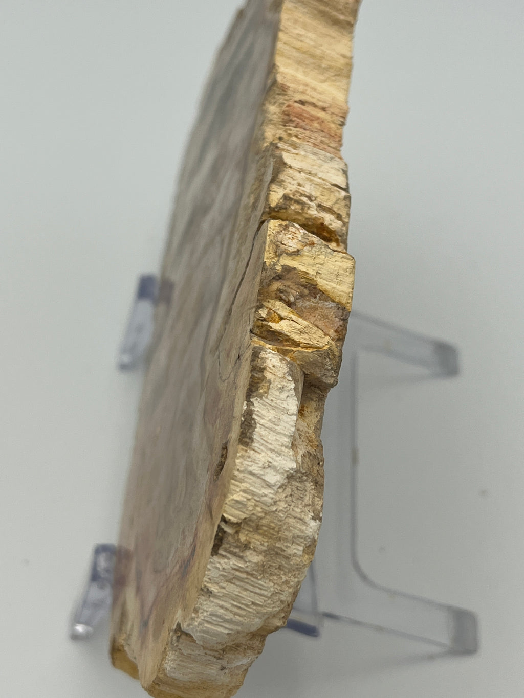 Polished Petrified Wood Slab