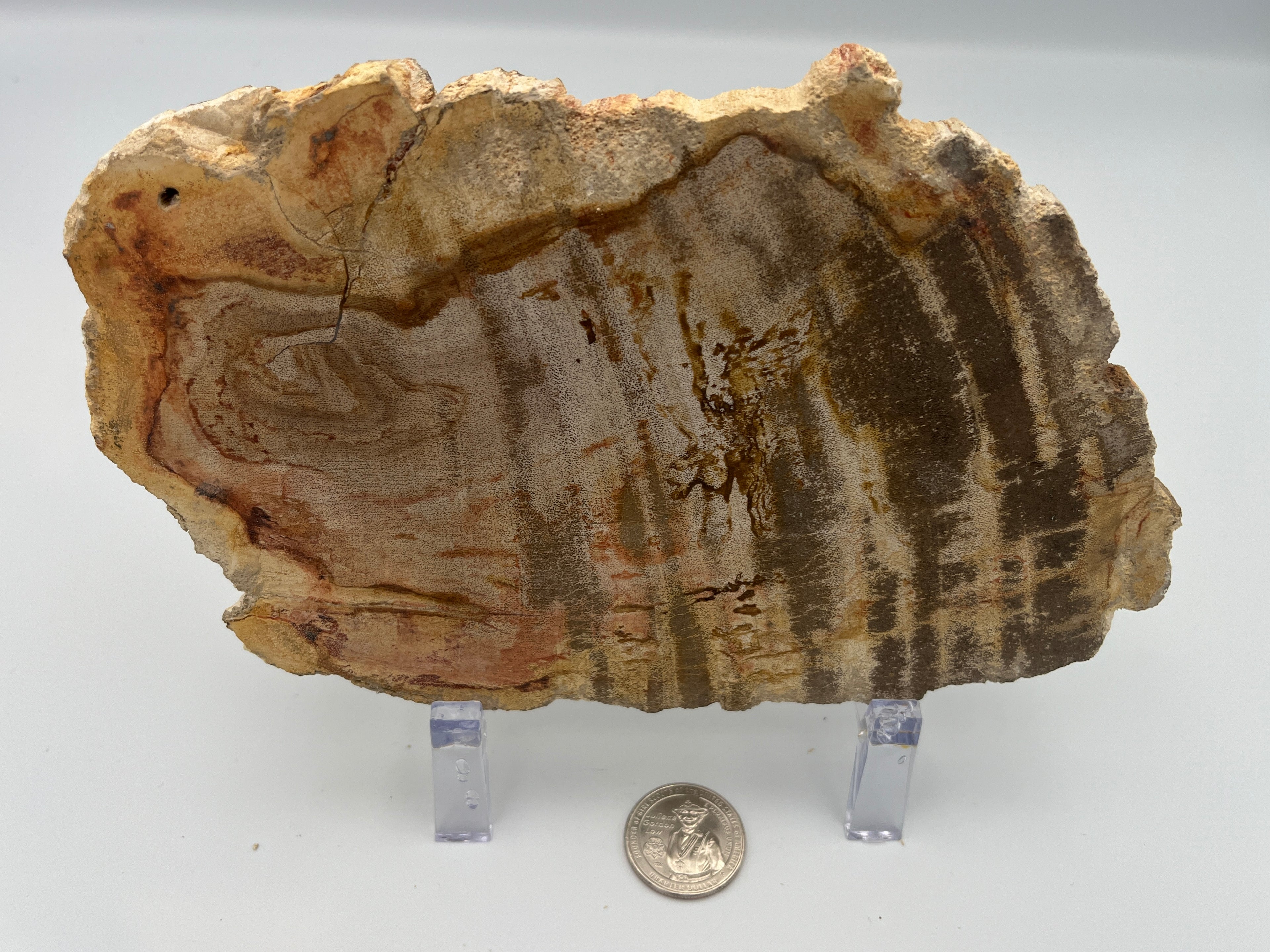 Polished Petrified Wood Slab